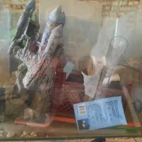 اکواریوم و وسایل|ماهی|اراک, |دیوار