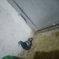 کفترسار و سبز|پرنده|مشهد, سجادیه|دیوار