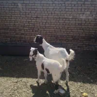 بز همراه با بزغاله