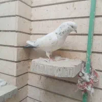 کبوترپرشی تهرونی|پرنده|اصفهان, ارغوانیه|دیوار