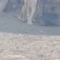 توله سگ|سگ|سربیشه, |دیوار