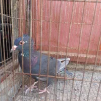 کفتر|پرنده|زرند, |دیوار