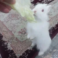 خرگوش باهوش