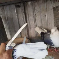 پشت هفت رنگ و سبز و زرد|پرنده|بیرجند, |دیوار