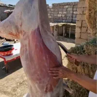 حراج حراج گوسفند زنده نر فقط ۲۸۰/۰۰۰ حراج|حیوانات مزرعه|تهران, جیحون|دیوار