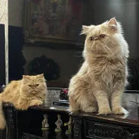 پرشین|گربه|اردبیل, |دیوار