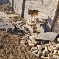 سگ سرابی مرغ جوجه غاز