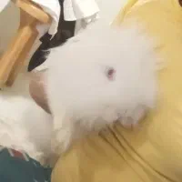 واگذاری خرگوش