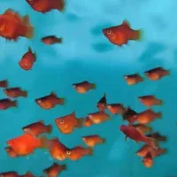 پلاتی خونی و گوپی