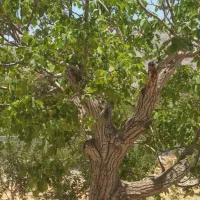 فروش باغ