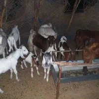 ۱۱بز و کهره پاکستانی بفروش میرسد|حیوانات مزرعه|جیرفت, |دیوار