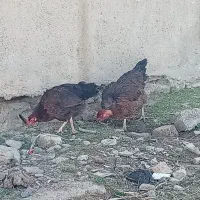 مرغ و جوجه