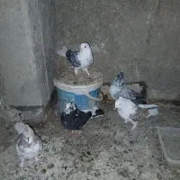 کبوتر