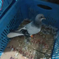 کبوتر|پرنده|تاکستان, |دیوار