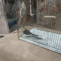 عروس هلندی|پرنده|رشت, فخب|دیوار