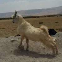 فروش کره نر بخته شده