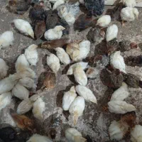 جوجه|حیوانات مزرعه|چاف و چمخاله, |دیوار