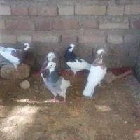 کبوتر طوقی