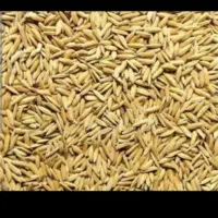 تخم جو هاشمی درجه ۱