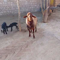 شیشک قوچ مهربانی|حیوانات مزرعه|کوهدشت, |دیوار