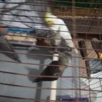 عروس هلندی جوجه|پرنده|اراک, |دیوار