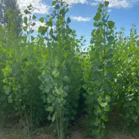 نــهــال بــادام ویژه بازار فروش تضمینی|خدمات باغبانی و درختکاری|کامیاران, |دیوار