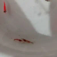 آکواریوم و ماهی|ماهی|ارومیه, |دیوار