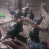 بوقلمون محلی|حیوانات مزرعه|نقده, |دیوار