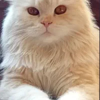 گربه پرشین|گربه|تهران, لویزان|دیوار