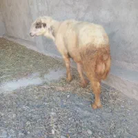 قوچ شیرازی بذری