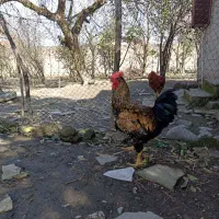 خروس محلی|حیوانات مزرعه|رشت, آتشگاه|دیوار