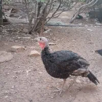 بوقلمون ،مرغ