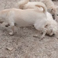 سگ پاه کوتاه