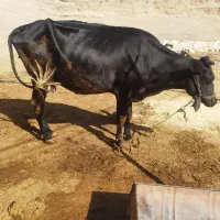 قیمت 75 میلیون|حیوانات مزرعه|آبدانان, |دیوار