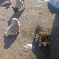 پاکوتاه دوماهه