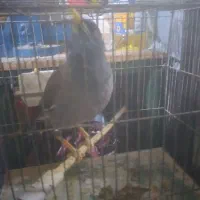 فروش  پرنده   .  مرغ مینا    دستی