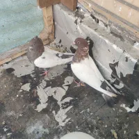 سینه سرخ|پرنده|فولادشهر, B8|دیوار