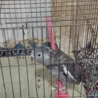 فنج وعروس لوتینو وعروس هلندی|پرنده|تبریز, |دیوار