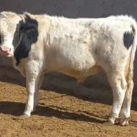 گوساله نر وماده