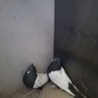 دو عدد کفتر (قره کوینه)