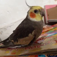 عروس هلندی گم شده