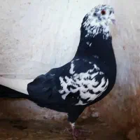 کبوتر پرشی