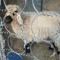 گوسفند|حیوانات مزرعه|سراوان, |دیوار