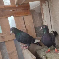 یه جفت قره سیا روزگاری هوای تنگ