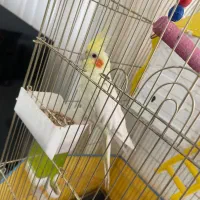 عروس هلندی|پرنده|سبزوار, میدان بار|دیوار