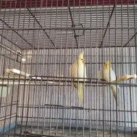 فروش دو جفت عروس هلندی