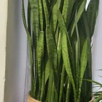 گلهای زیبا مخصوص خانم های خوش سلیقه|گل و گیاه طبیعی|کنگاور, |دیوار