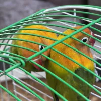 ۲ جفت کوتوله