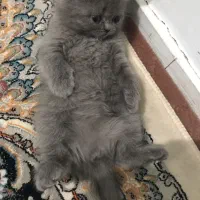 پرشین|گربه|کرمان, |دیوار