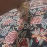 بچه گربه